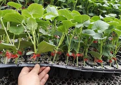 民权哪有育2k西瓜苗的,商丘嫁接西瓜苗厂家2026