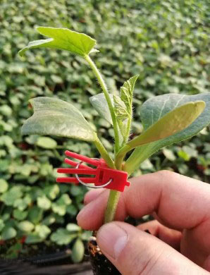 莱阳育美都西瓜苗厂,莱州嫁接甜王西瓜苗基地2026