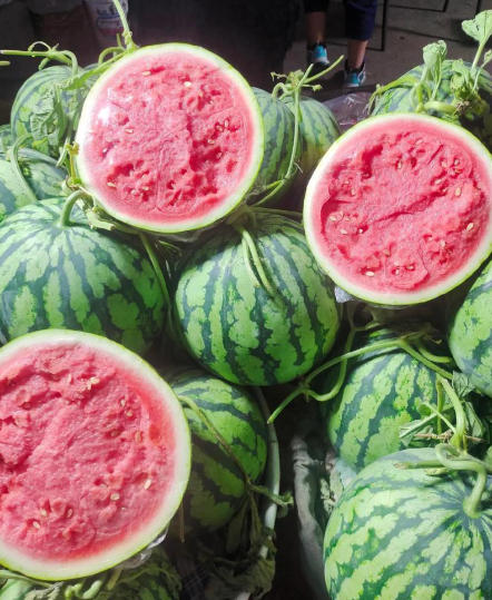 蓬莱哪有育美都西瓜苗,招远卖嫁接西瓜苗厂家2026